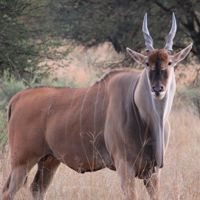 Red hartebeest Parys
