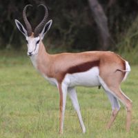 Red hartebeest Parys